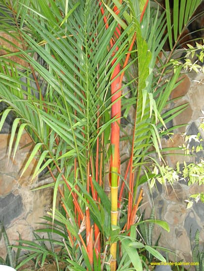 cyrtostachys-renda1