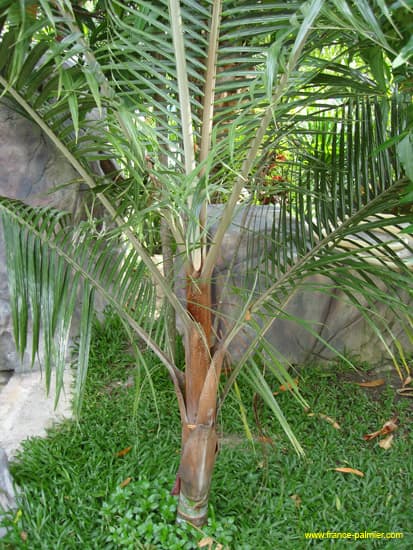 dypsis-lastelliana