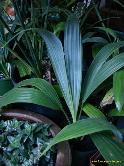 sabal-mauritiiformis-jeune