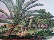 gravures botaniques palmiers